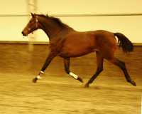 jasmina2007 trot